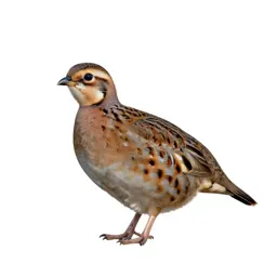 Bobwhite