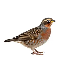 Brambling