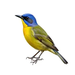 Broadbill