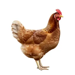 Brood hen