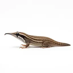 Brown creeper