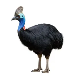 Brush turkey