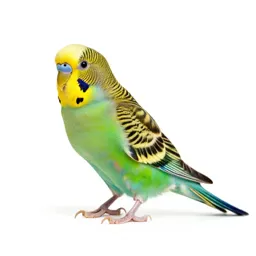 Budgerigar