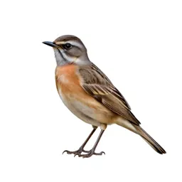 Bulbul