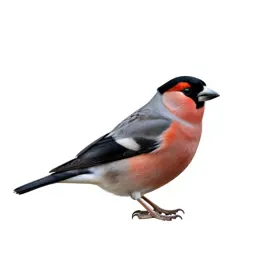 Bullfinch