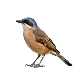 Bush shrike