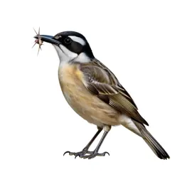 Butcherbird