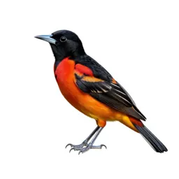 Cacique