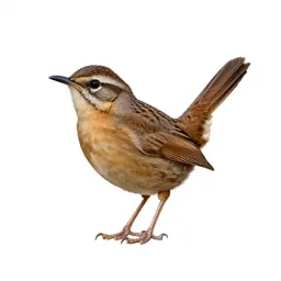 Cactus wren