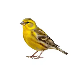 Canary