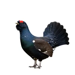 Capercaillie