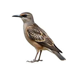 Caprimulgiform bird