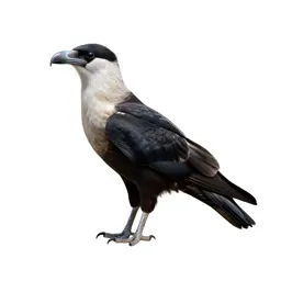 Carancha