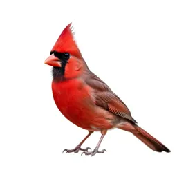 Cardinal
