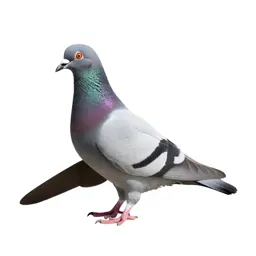 Carrier pigeon