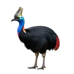 Cassowary