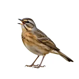 Catbird