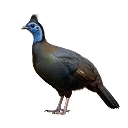 Chachalaca