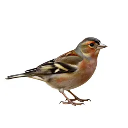 Chaffinch