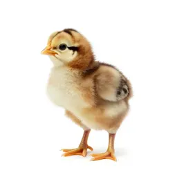 Chick