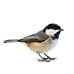 Chickadee