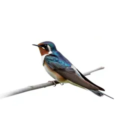 Chimney swift
