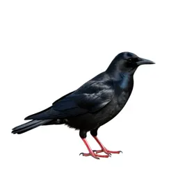 Chough