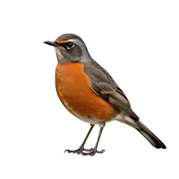 Clay-colored robin