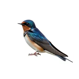Cliff swallow