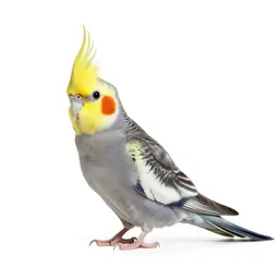Cockateel