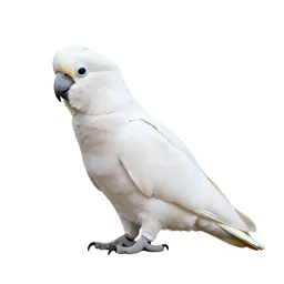 Cockatoo