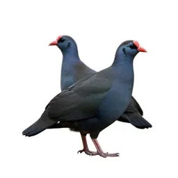 Columbiform bird