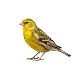 Common canary