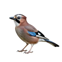 Common European jay
