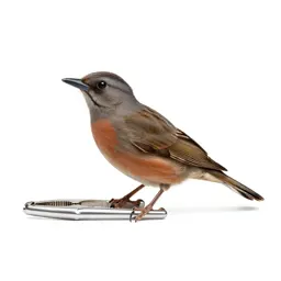 Common nutcracker