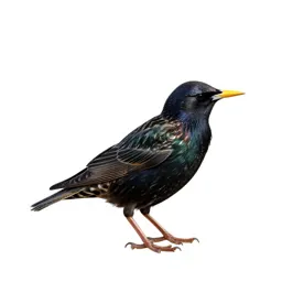 Common starling