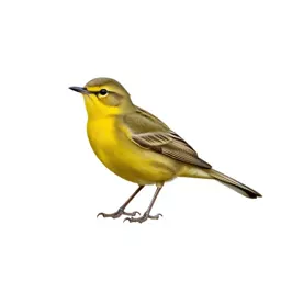 Common yellowthroat