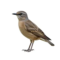 Coraciiform bird