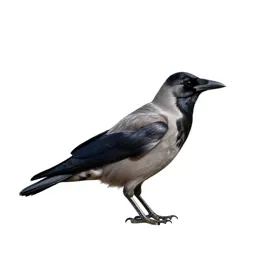 Corvine bird