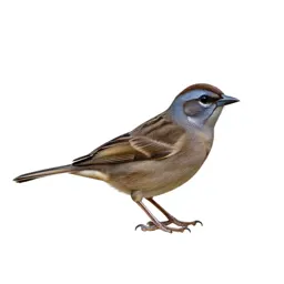 Cotinga