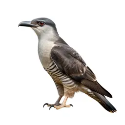 Coucal