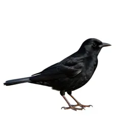 Cowbird