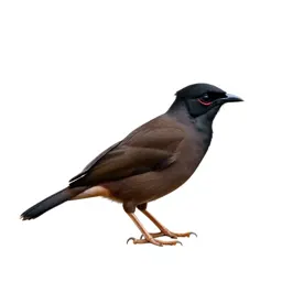 Crested myna