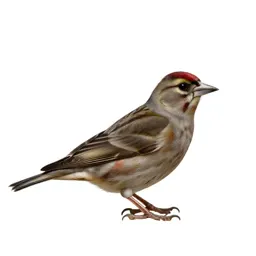 Crossbill