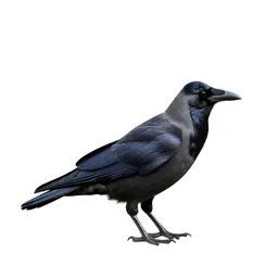 Crow pheasant