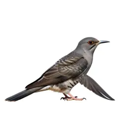 Cuckoo