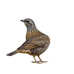 Cuculiform bird