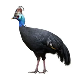Curassow