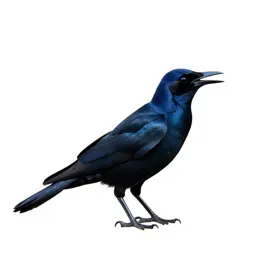 Currawong