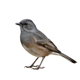 Dark-eyed junco